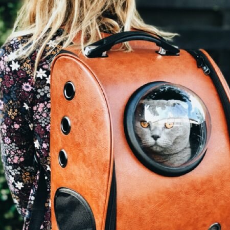 Traveling with your beloved Animal Companion