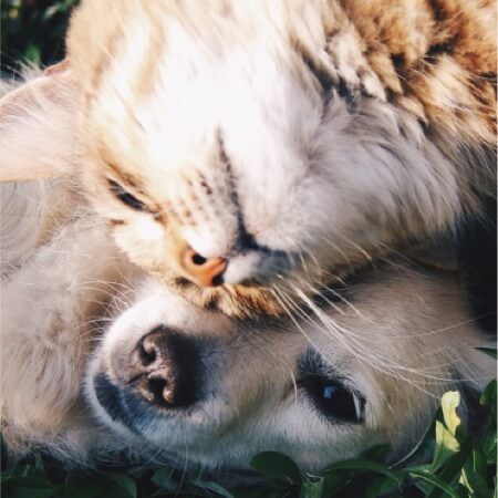 How to teach your dog & cat to get along