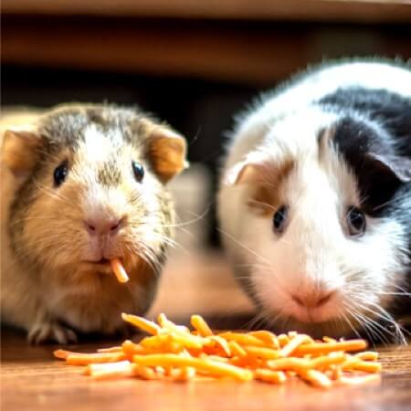 What is the best food for your pet?