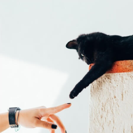 Creating a bond with your new friend