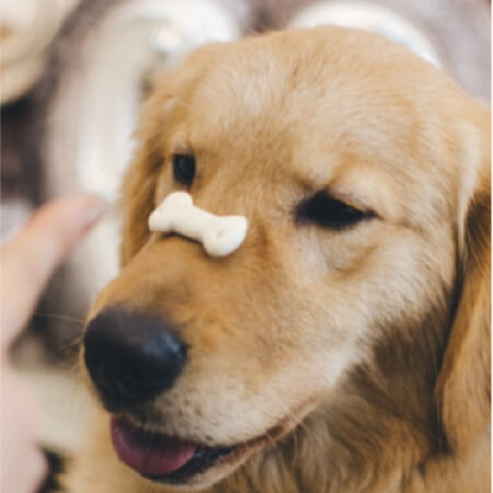 Why is pet dental care so important?