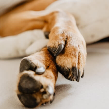 Protecting your pet’s paws from the cold