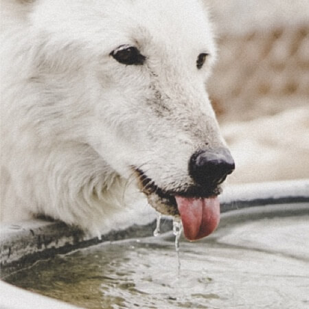How to make your pet drink more water